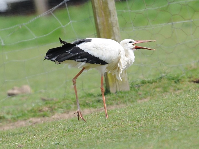 White Stork