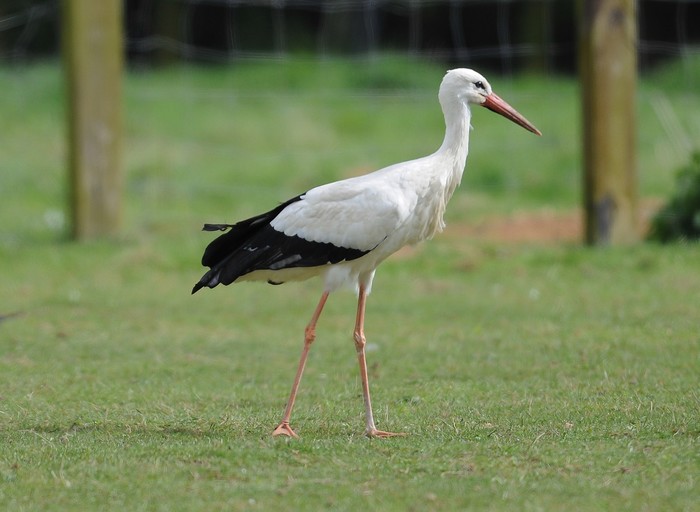 White Stork