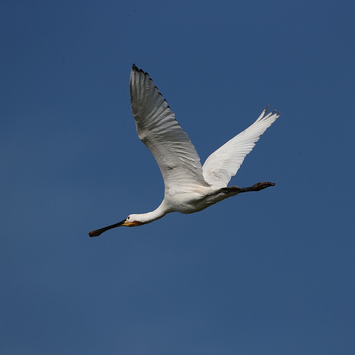 Spoonbill