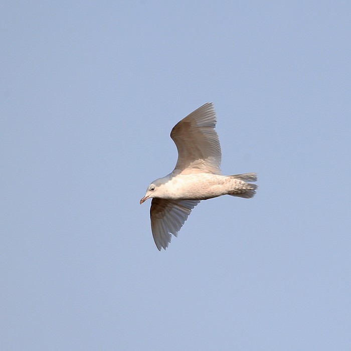 Iceland Gull