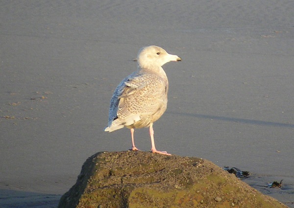 Glaucous Gull