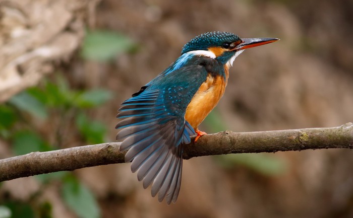Kingfisher