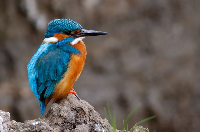 Kingfisher