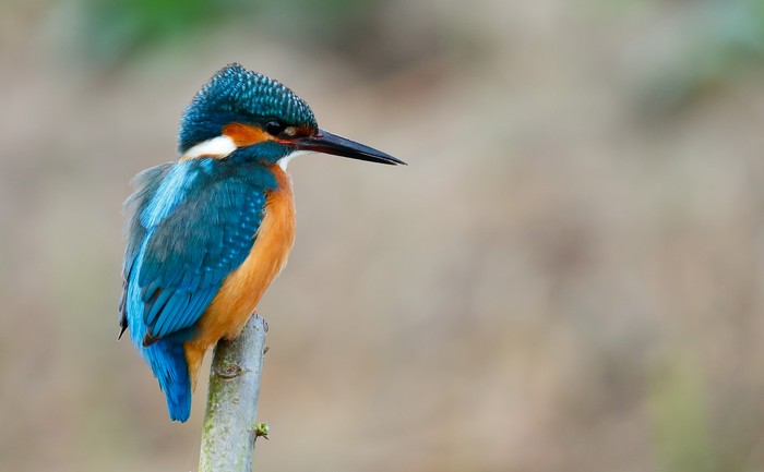 Kingfisher