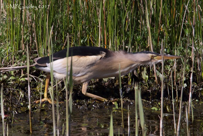 little Bittern