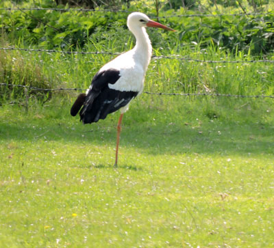 White Stork