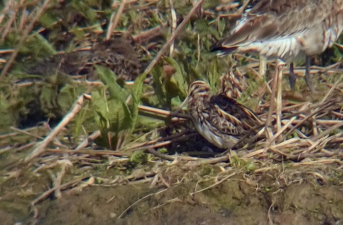 Jack Snipe