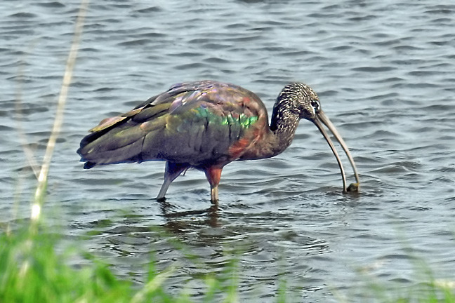 Glossy Ibis