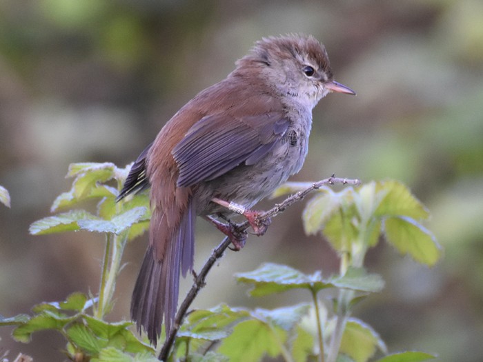 Cetti's Warbler
