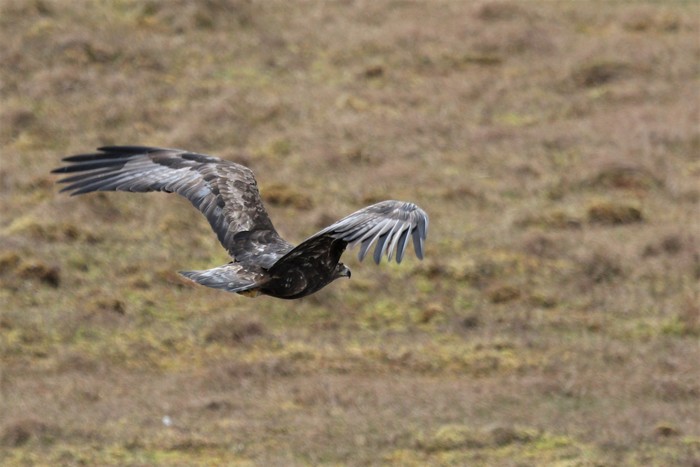 Golden Eagle