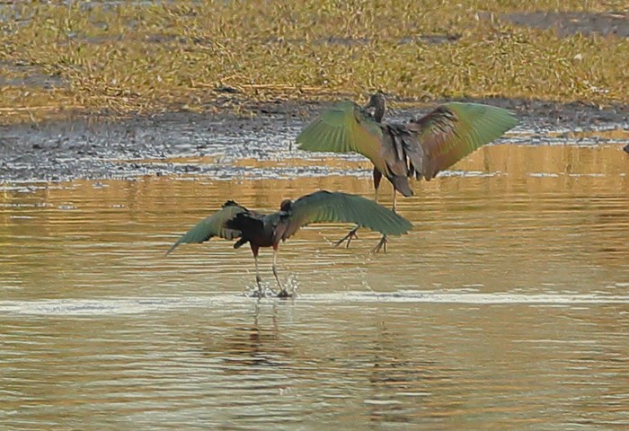 Glossy Ibis