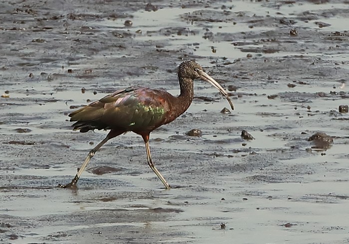 Glossy Ibis