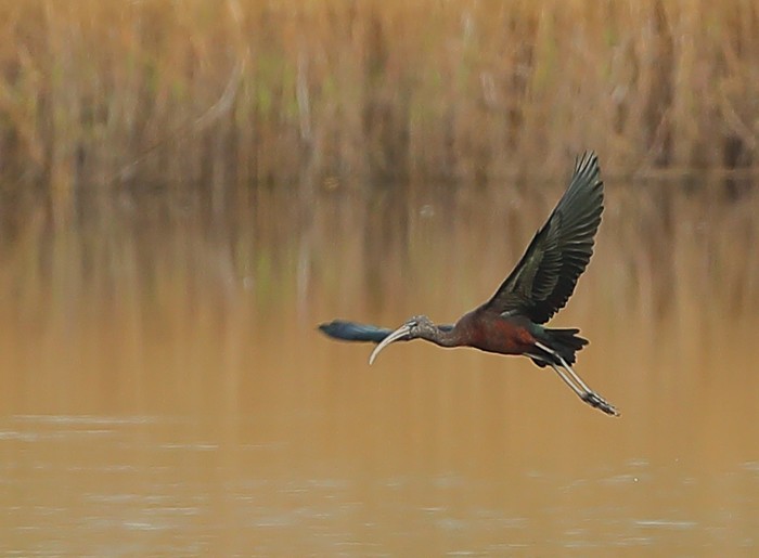 Glossy Ibis