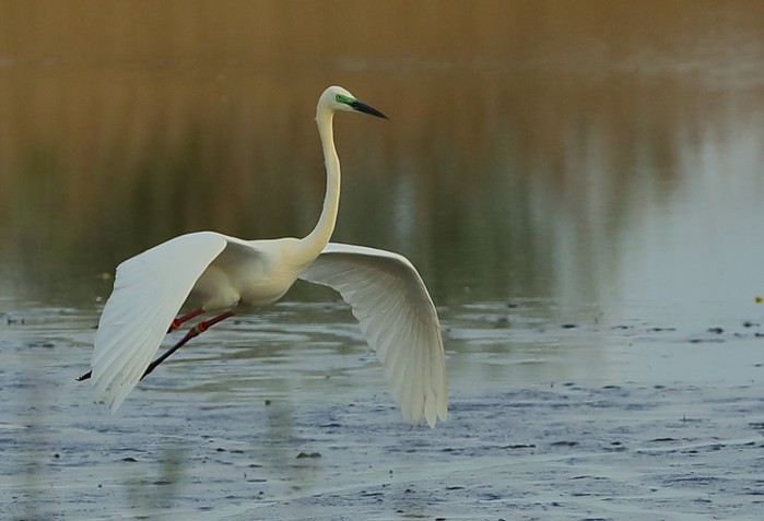 Great White Egret