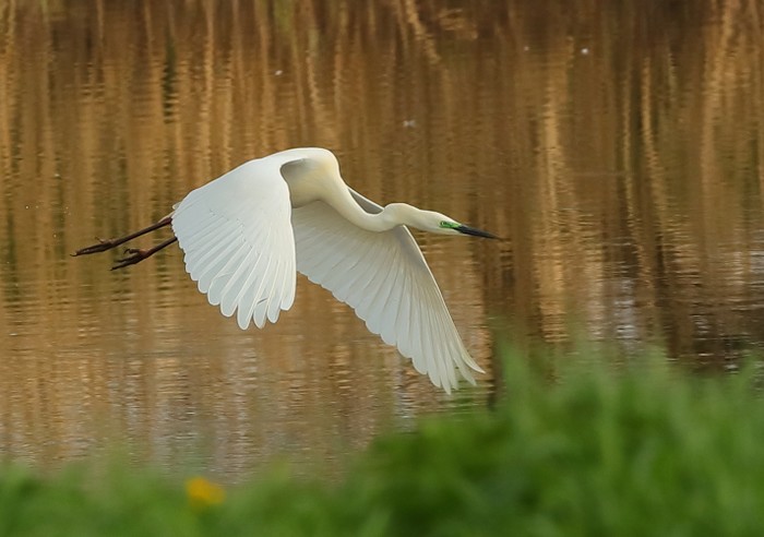 Great White Egret
