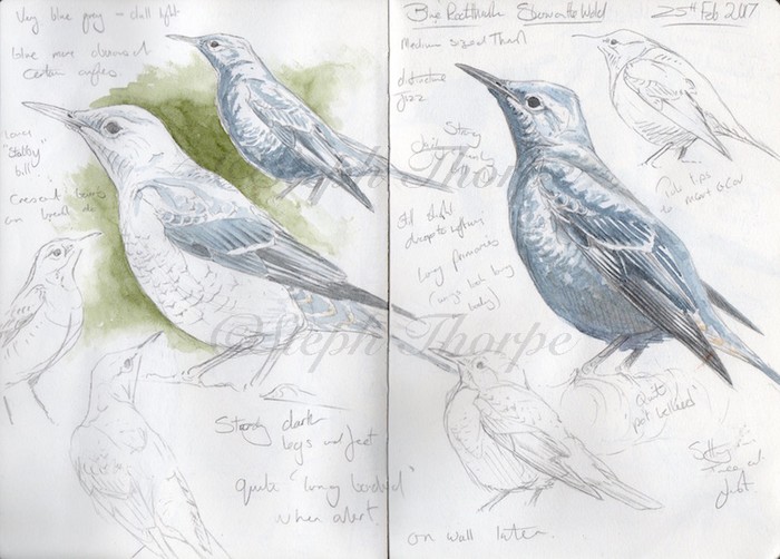 Blue Rock Thrush