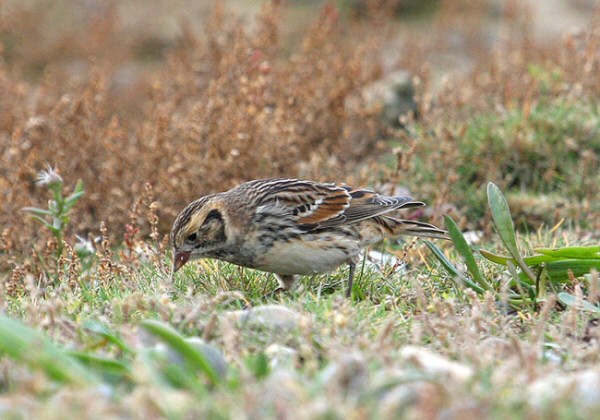 Lapland Bunting