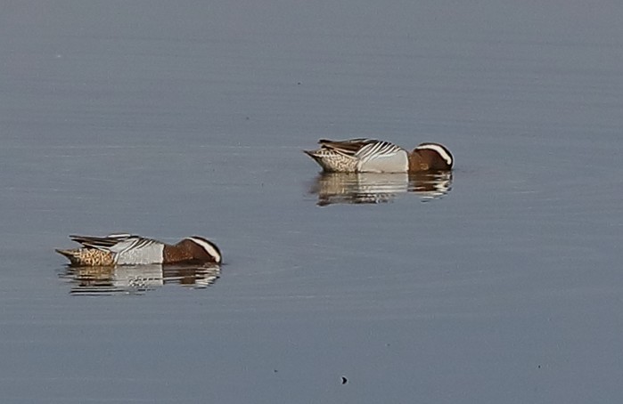 Garganey