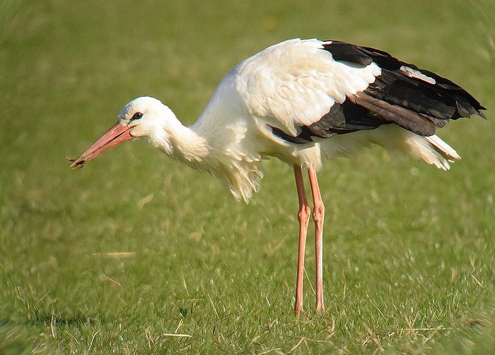 White Stork