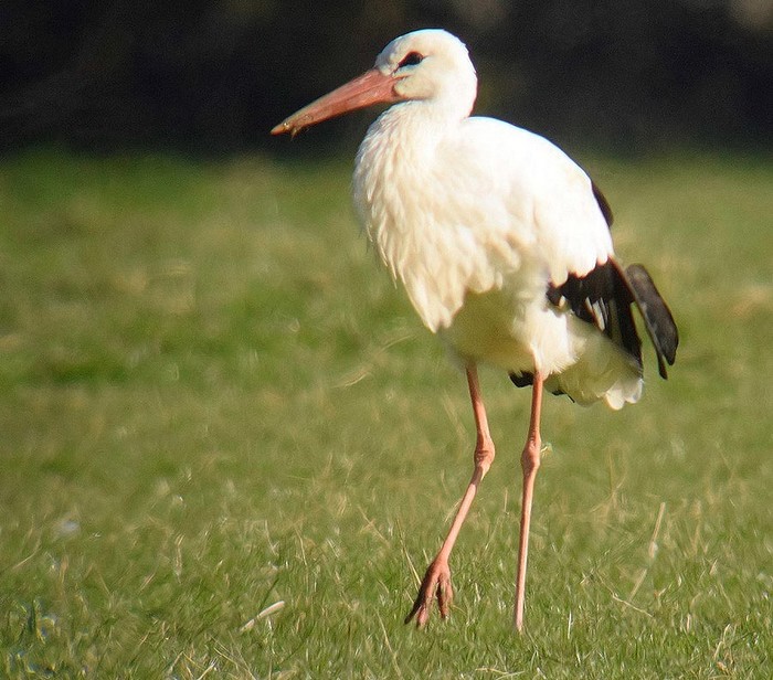 White Stork