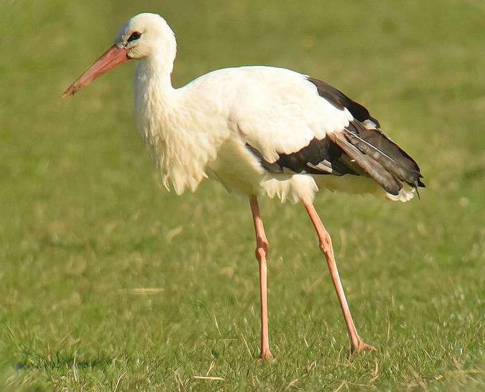 White Stork
