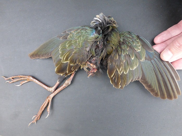 Allen's Gallinule