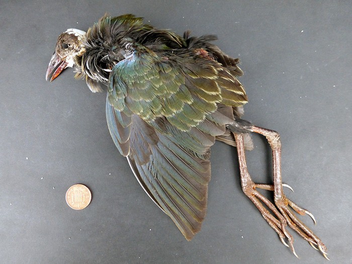 Allen's Gallinule