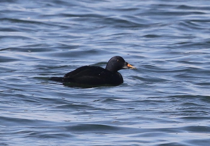 Common Scoter