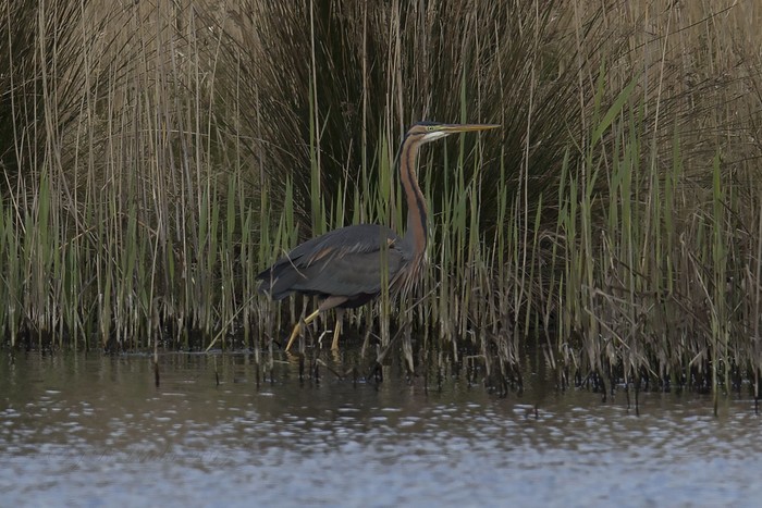 Purple Heron