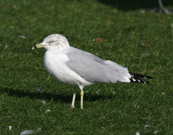 Ring-billed Gull