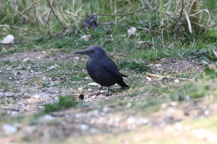 Blue Rock Thrush