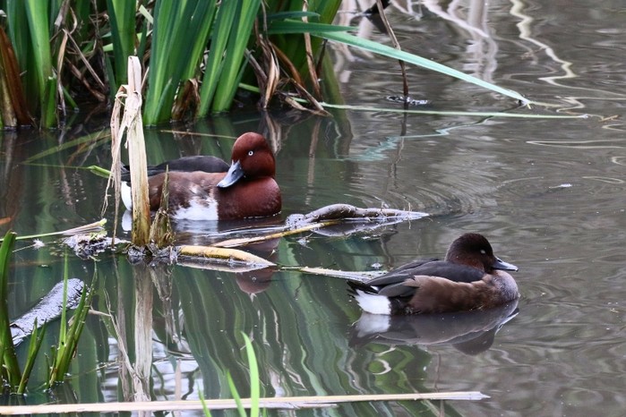 Ferruginous Duck