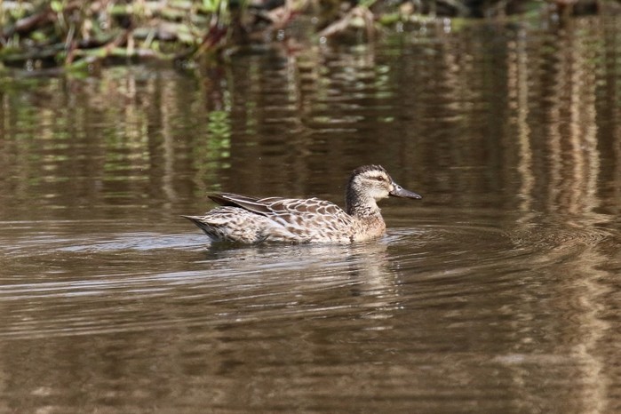 Garganey