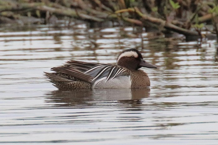 Garganey