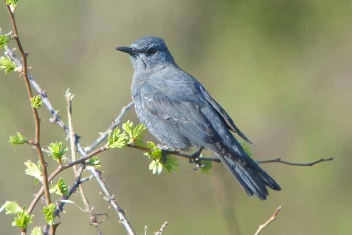 Blue Rock Thrush