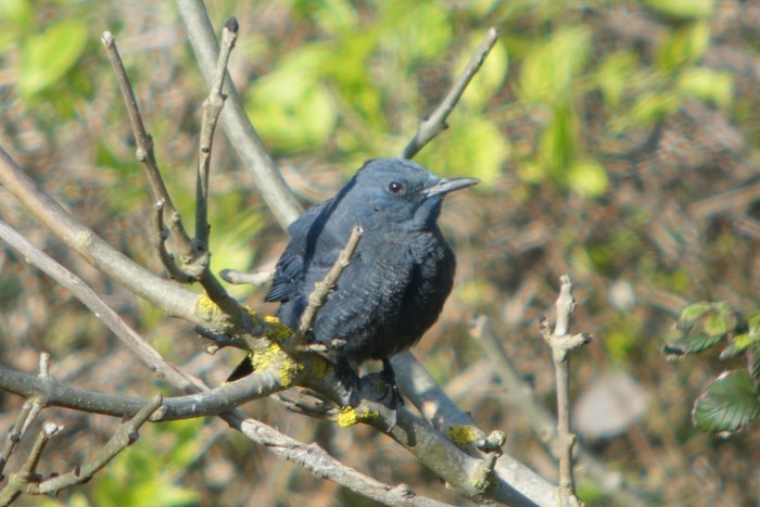 Blue Rock Thrush