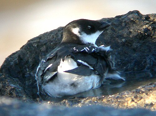 Little Auk