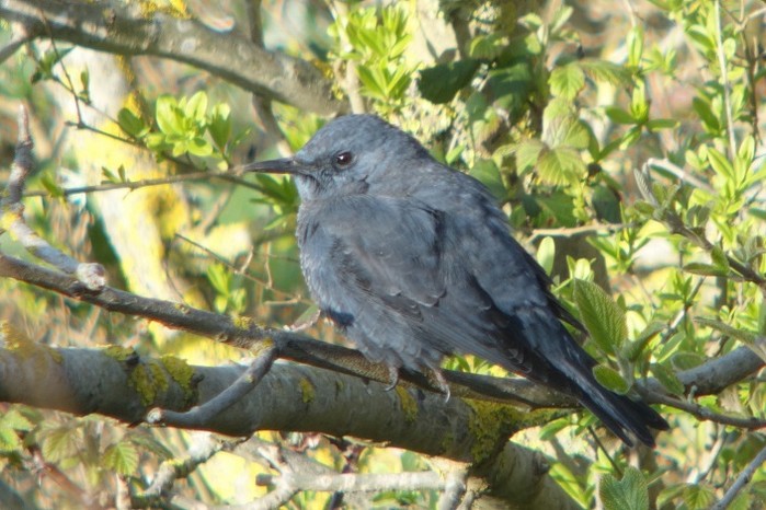 Blue Rock Thrush