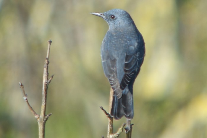 Blue Rock Thrush