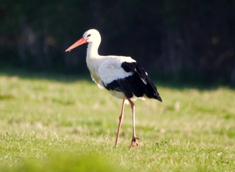 White Stork