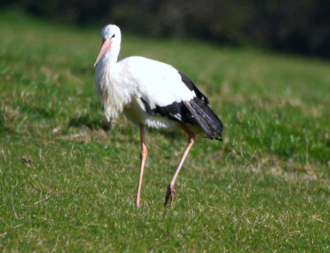 White Stork