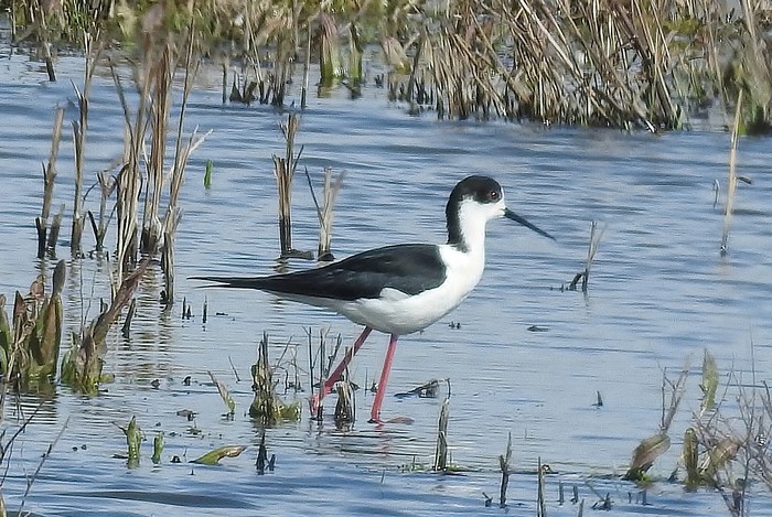 Black-winged Stilt