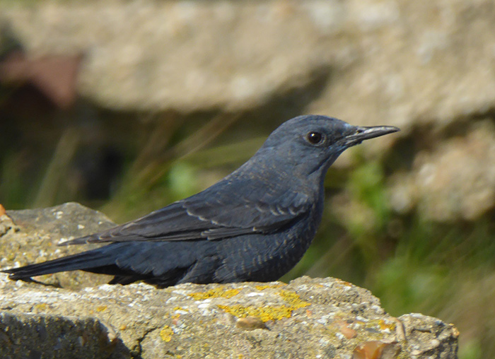 Blue Rock Thrush