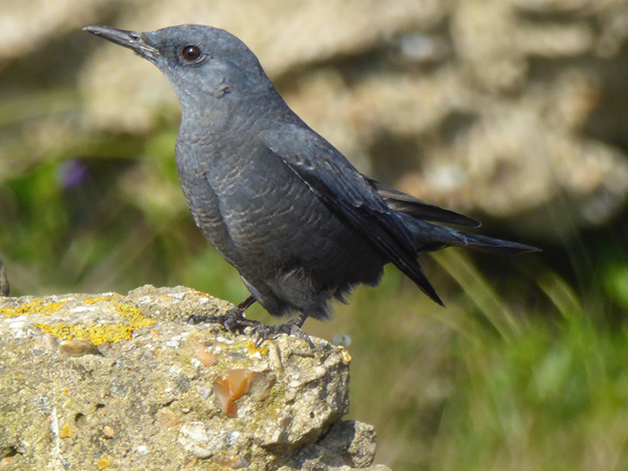 Blue Rock Thrush