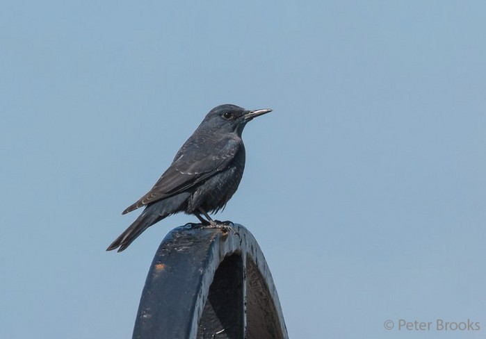 Blue Rock Thrush