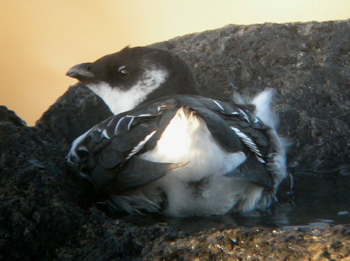 Little Auk