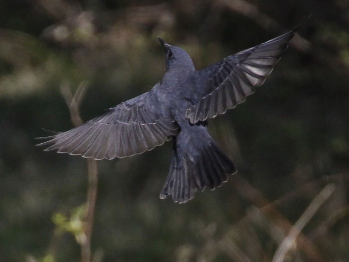 Blue Rock Thrush
