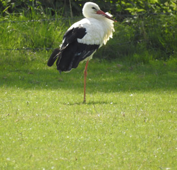 White Stork