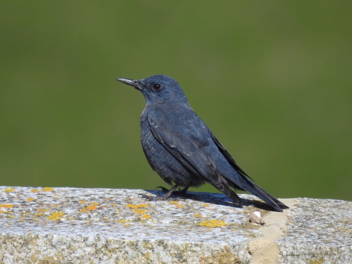 Blue Rock Thrush