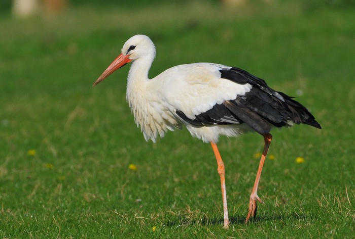 White Stork